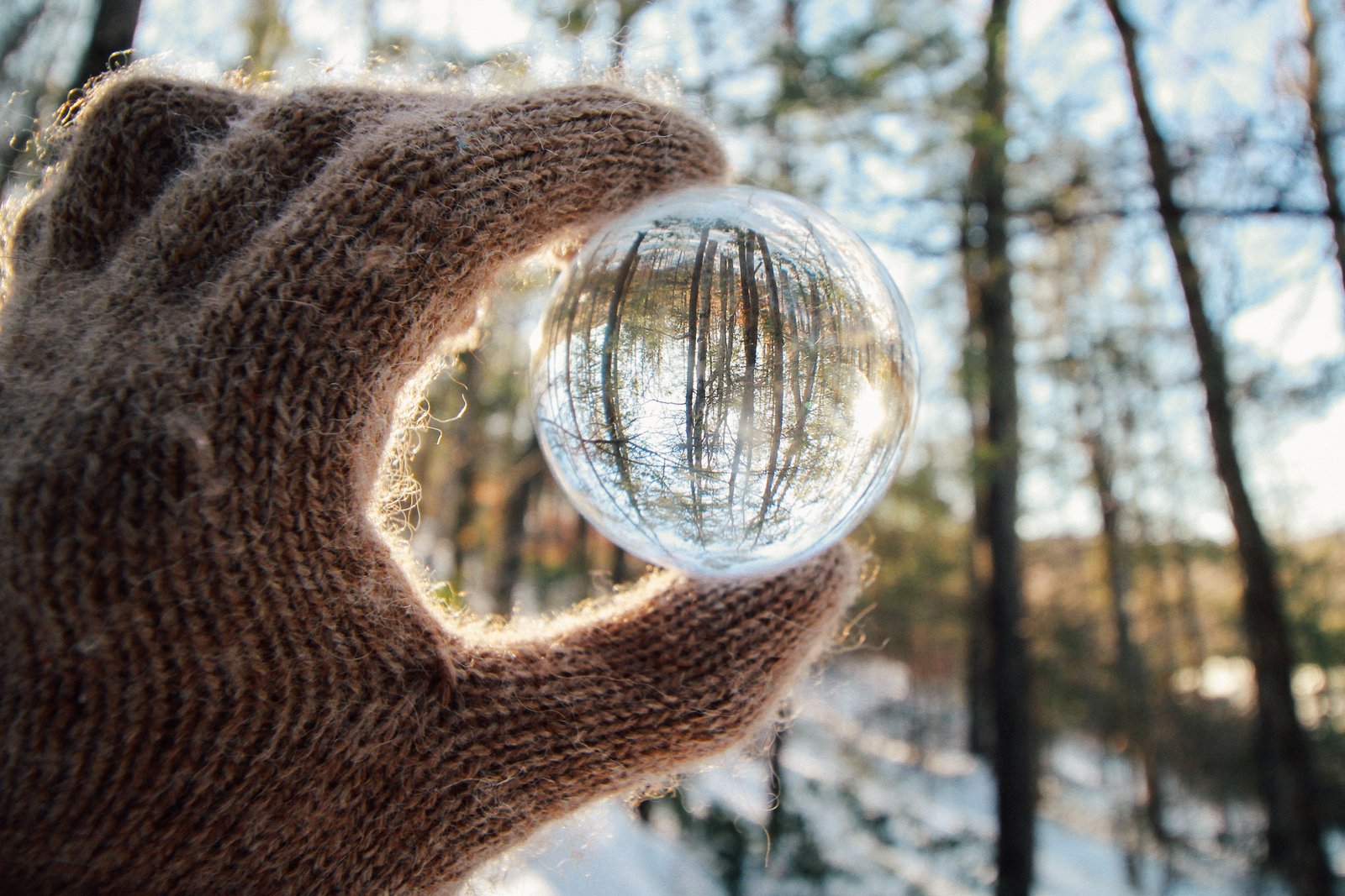 Reforestation and Conservation: We Need Both to Create a Greener World