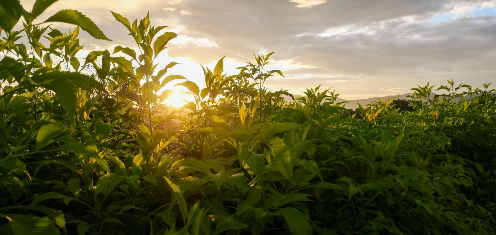 Good News! 6 Positive Environmental Stories from March 2024