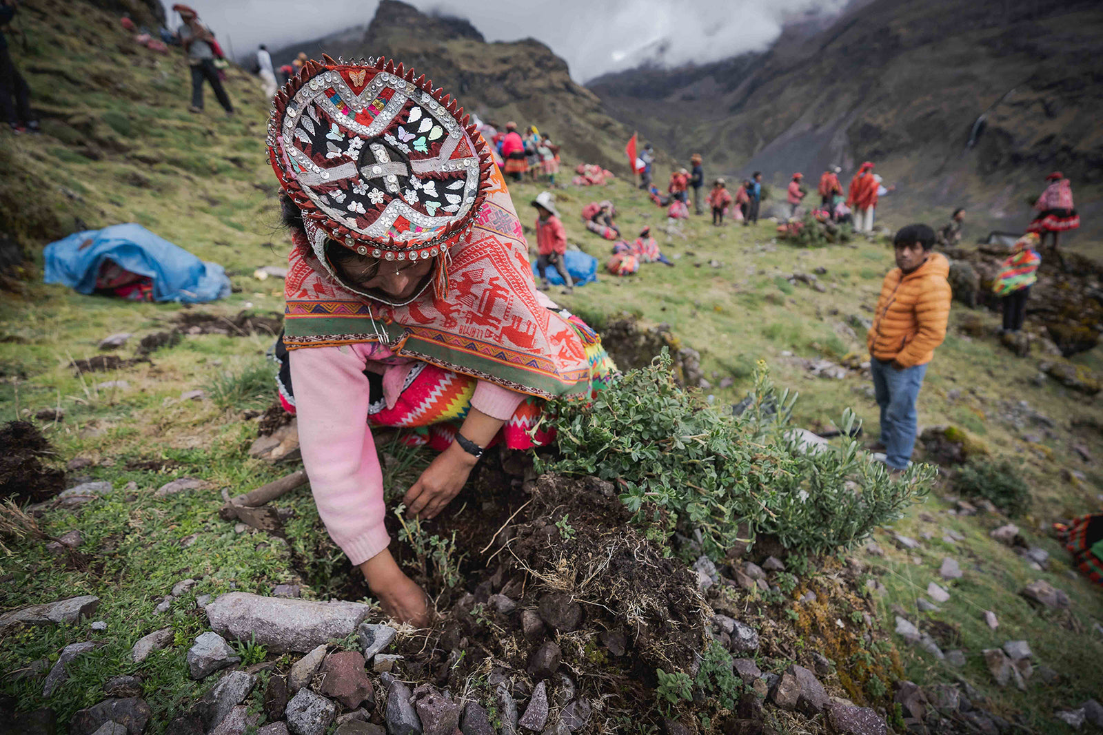 reforestation social impact