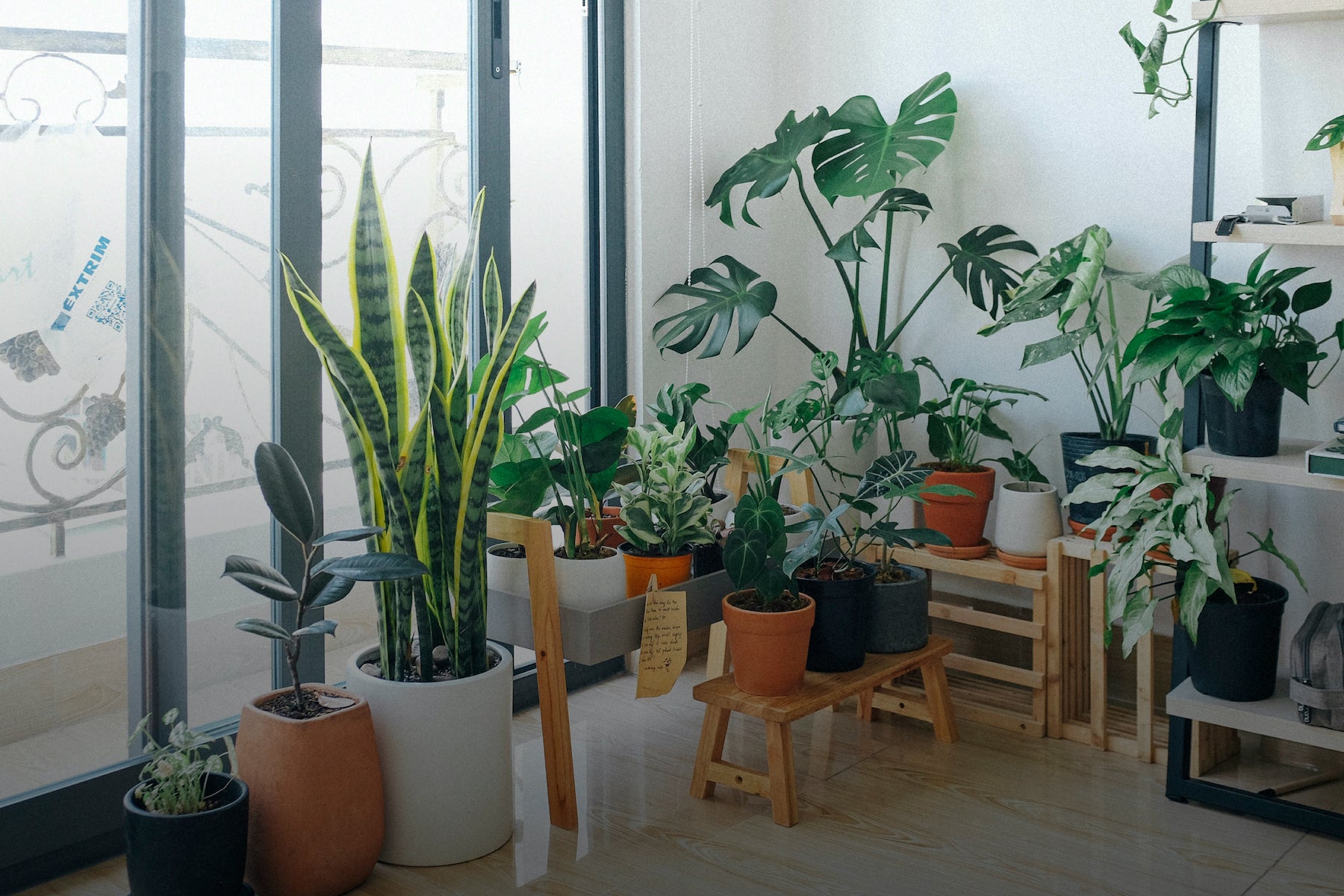 houseplants living room sustainable