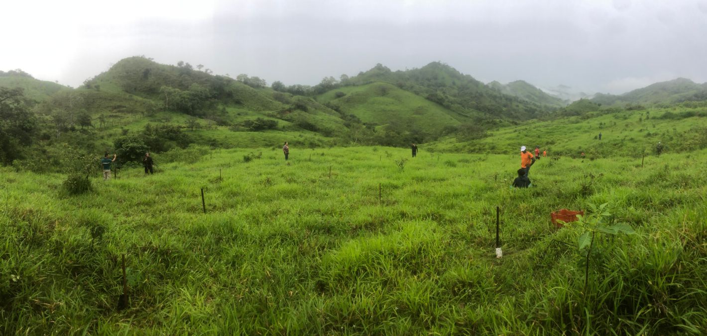  image from a mixed reforestation and afforestation project in Panama that worked to restore land that had been converted to low-density cattle ranching.