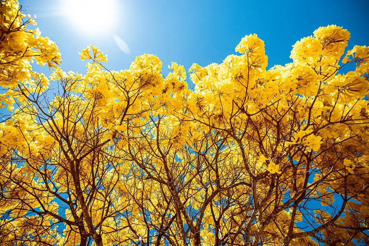 amazing yellow tree