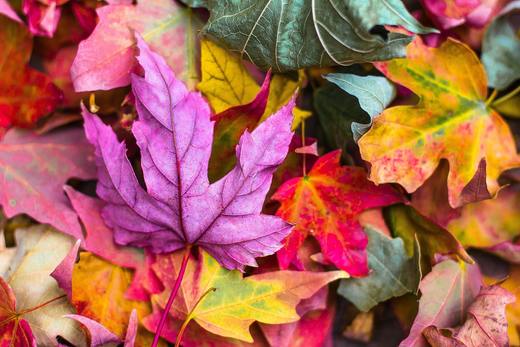 purple, yellow, green, and orange leaves in a pile