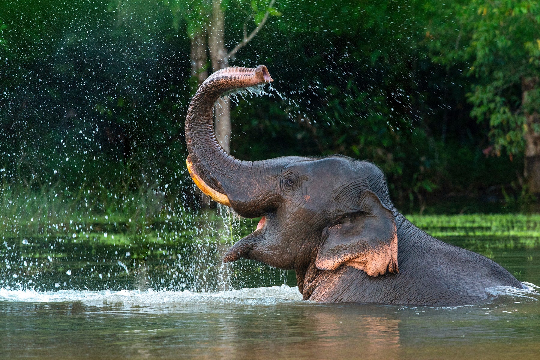 elephant playing in water