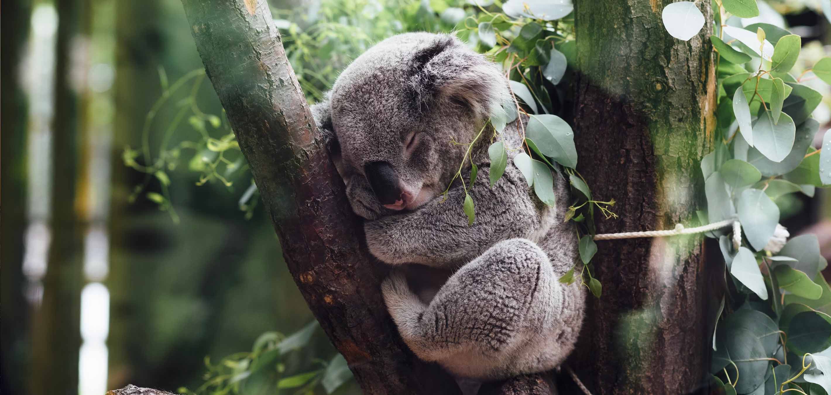 koala furry animals