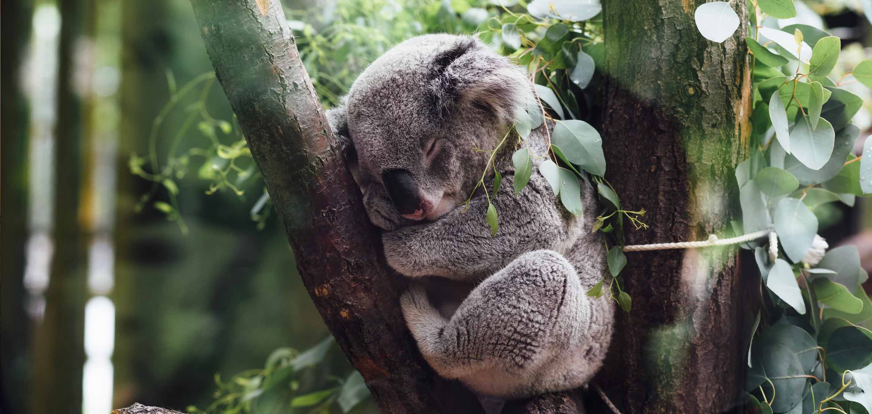 Australian Zoo Asks For Help Naming Rare White Koala