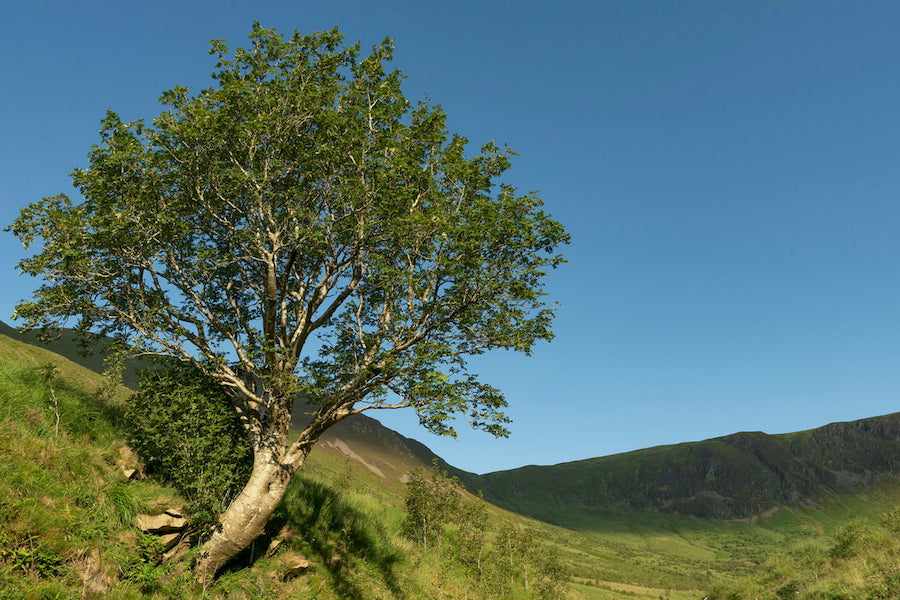 Rowan Tree Distribution Scotland's Survivor Rowan Tree: A Symbol of Resilience and Renewal ...