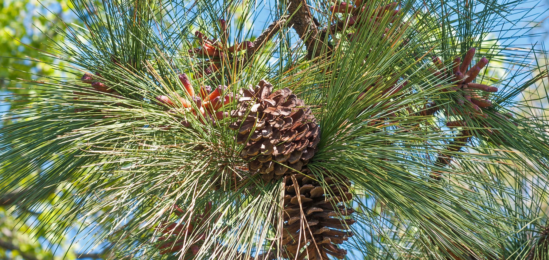 Planting Longleaf Pine in North America