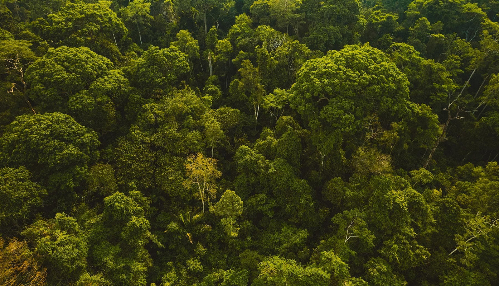 50 quotes about forests