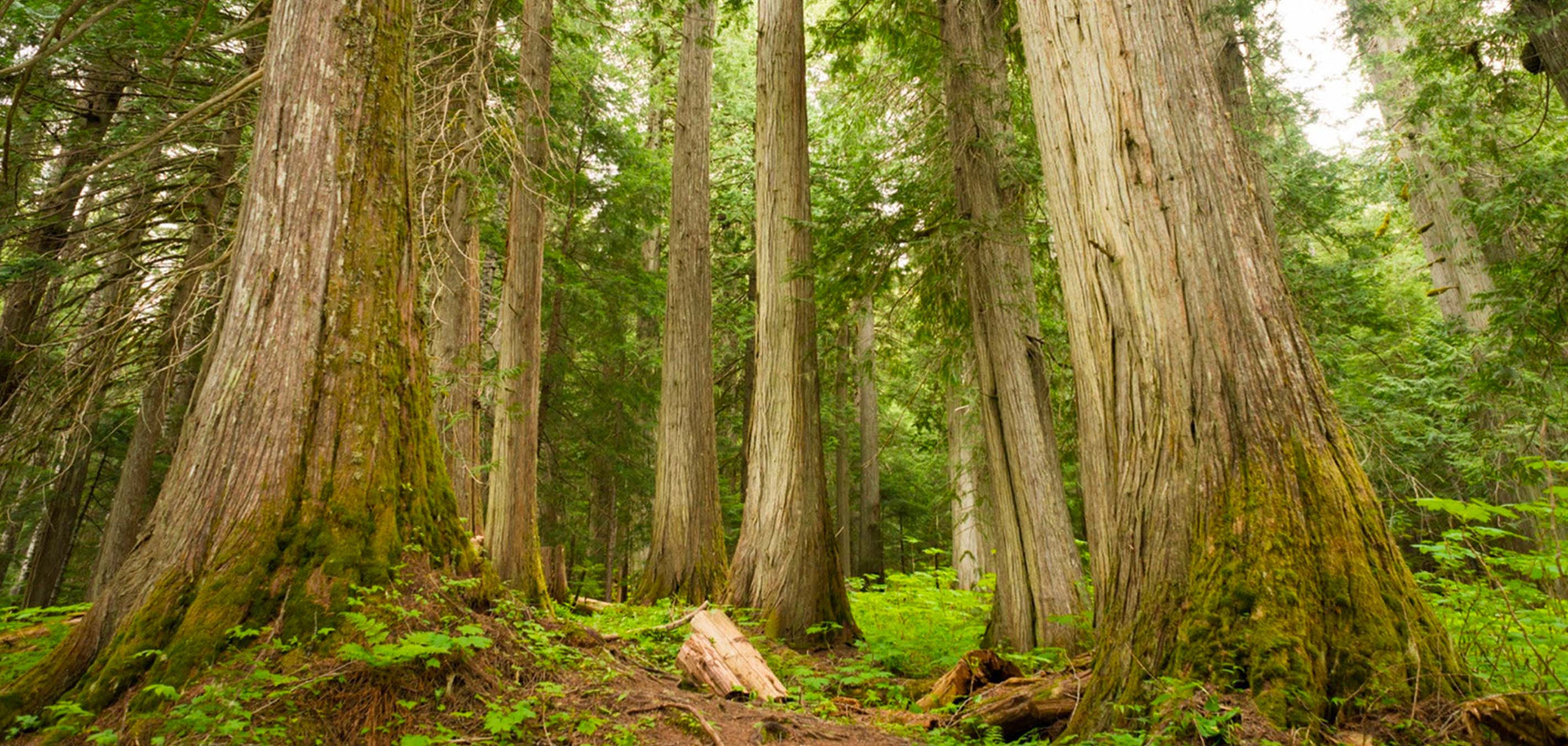 Altering Forests Old Growth Forests: What they Are and Why They Matter - One Tree Planted