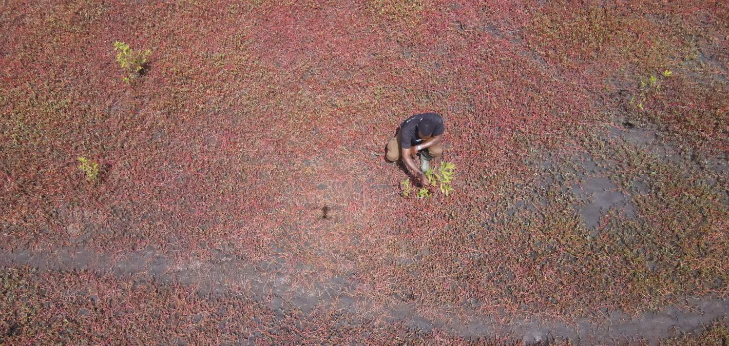 man checking on young mangrove, surrounded by red vegetation and water