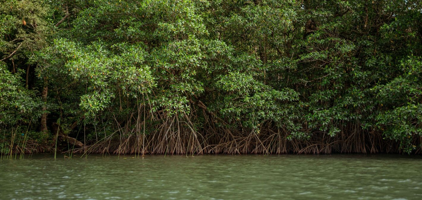 mangrove forest with spindly roots extending underwater 