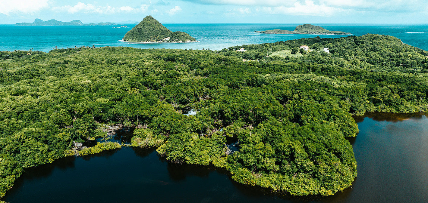 mangrove forest in grenada