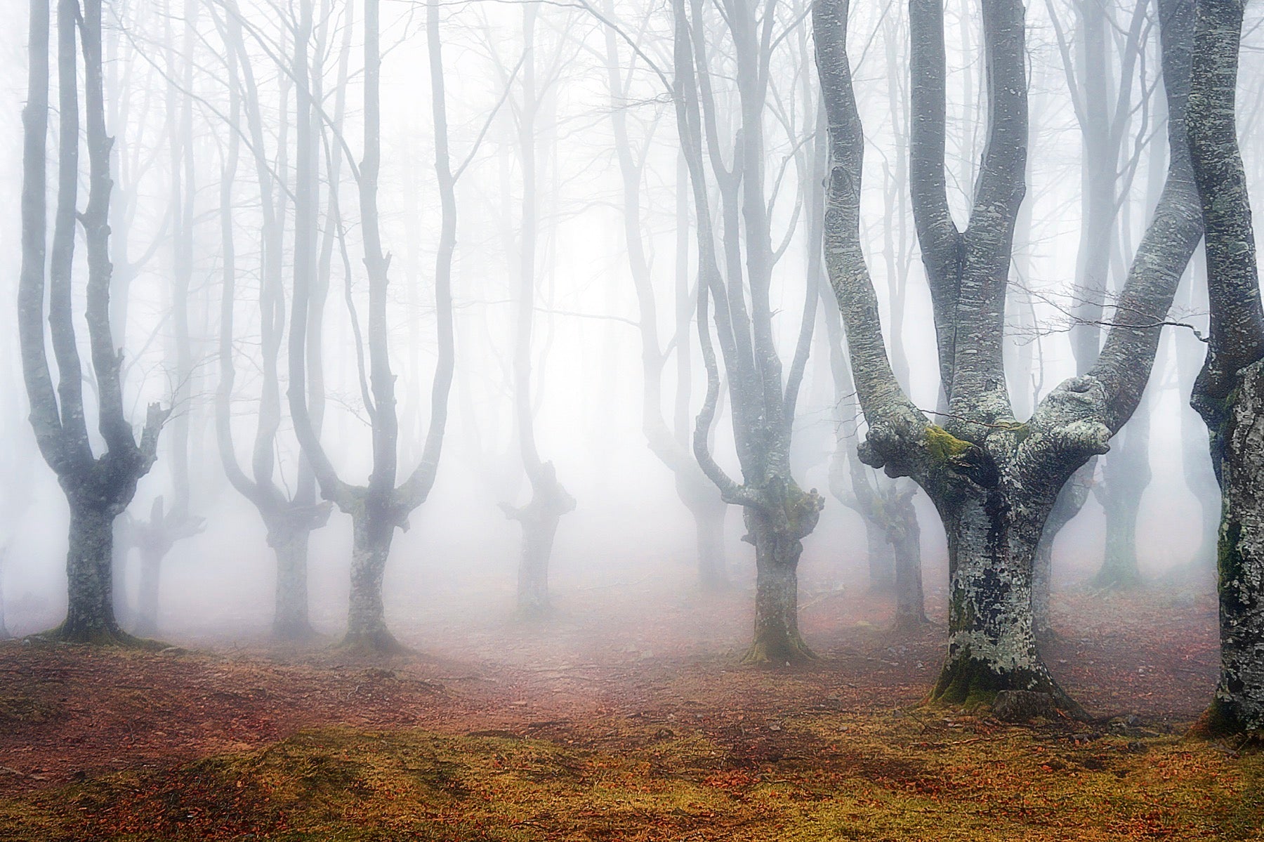 misty beech forest