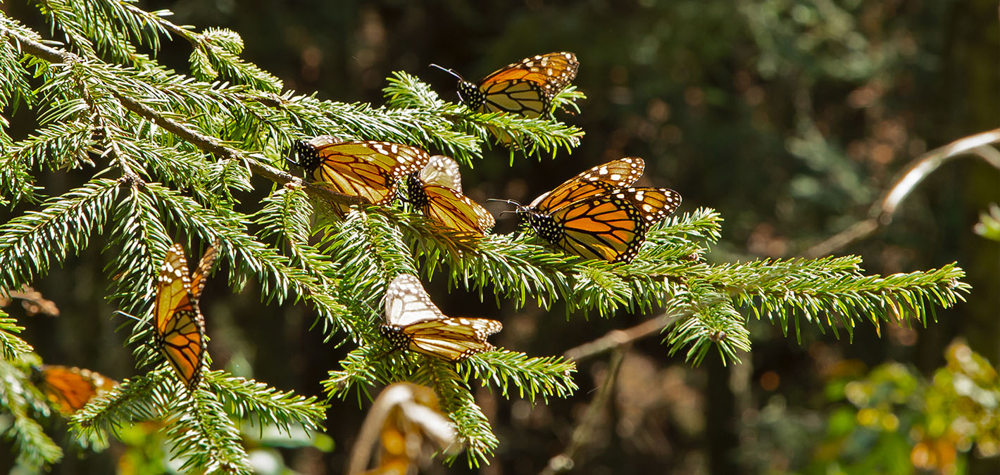 monarch butterflies on branch