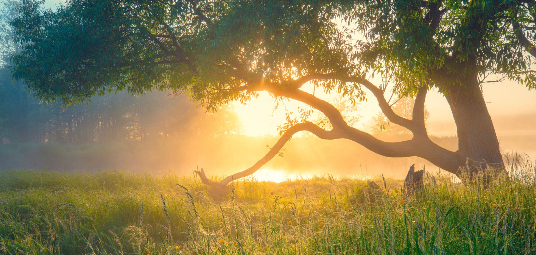 15 Interesting Nature Facts You Should Know - One Tree Planted