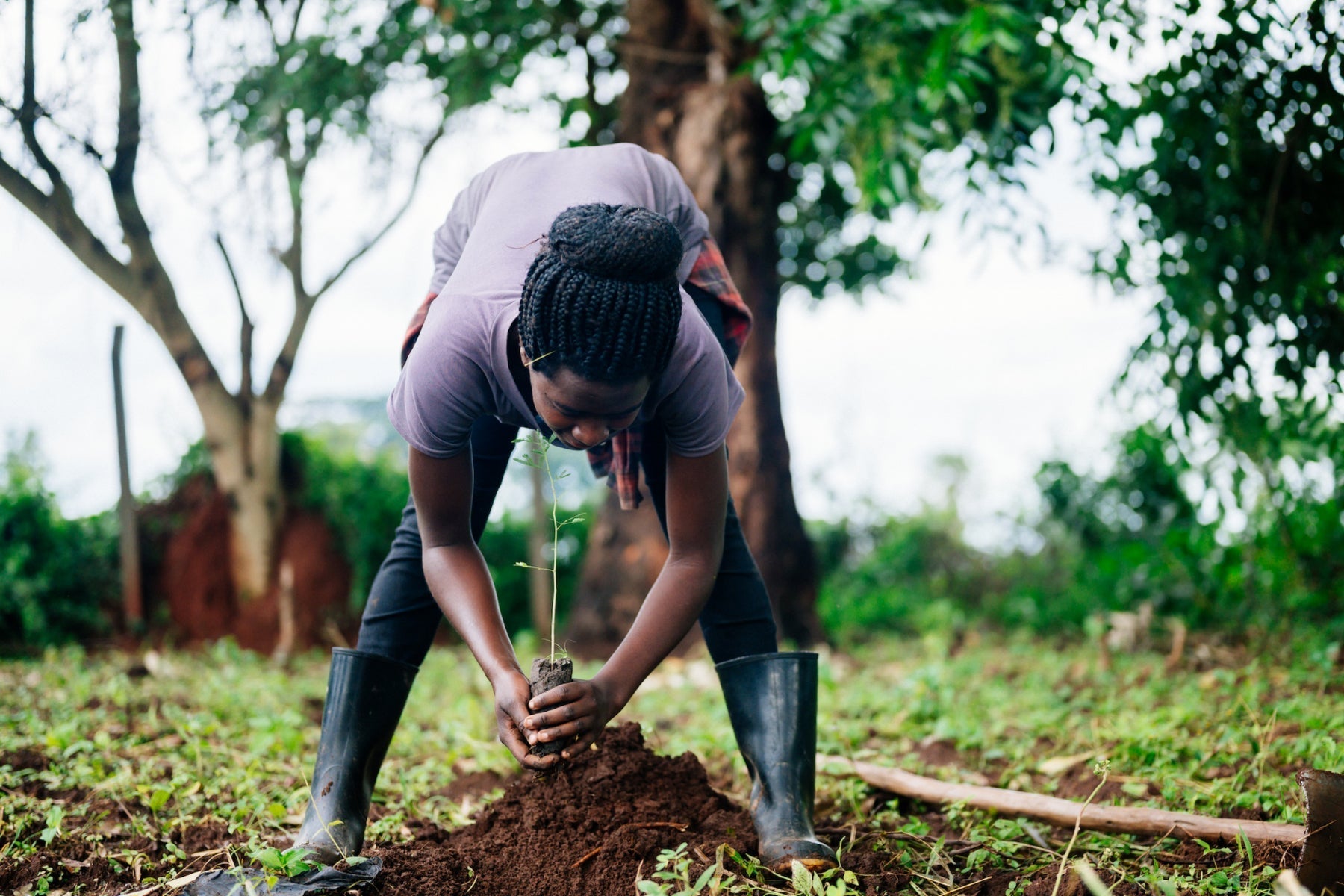 What is Afforestation? - One Tree Planted