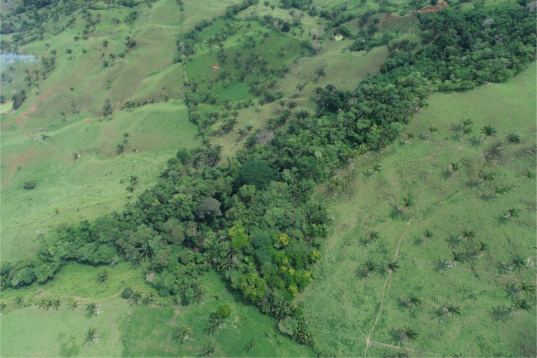 Where's The Forest? - One Tree Planted