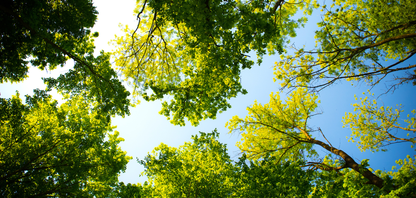 How Much Oxygen Does A Tree Produce?