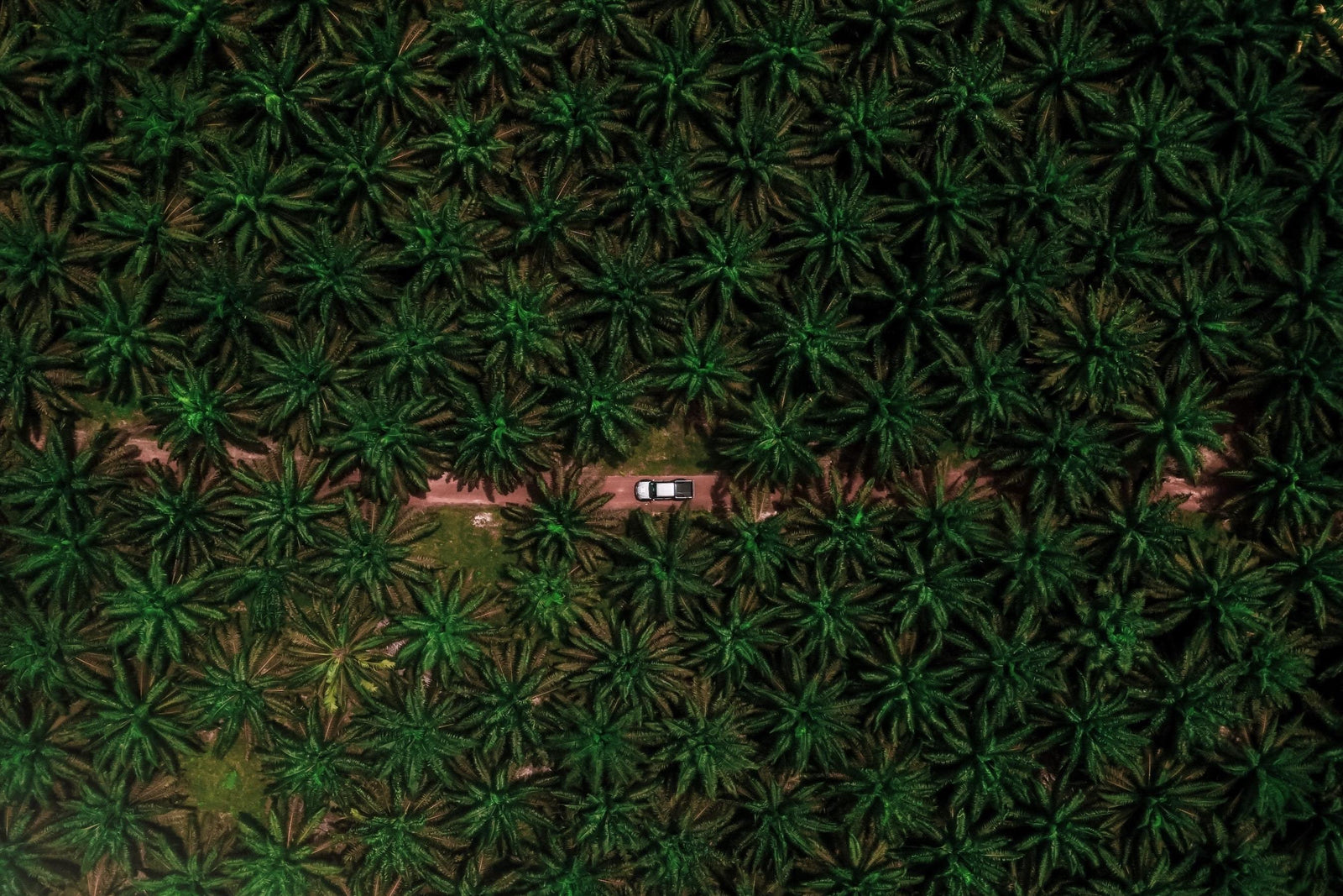 Palm Oil Deforestation