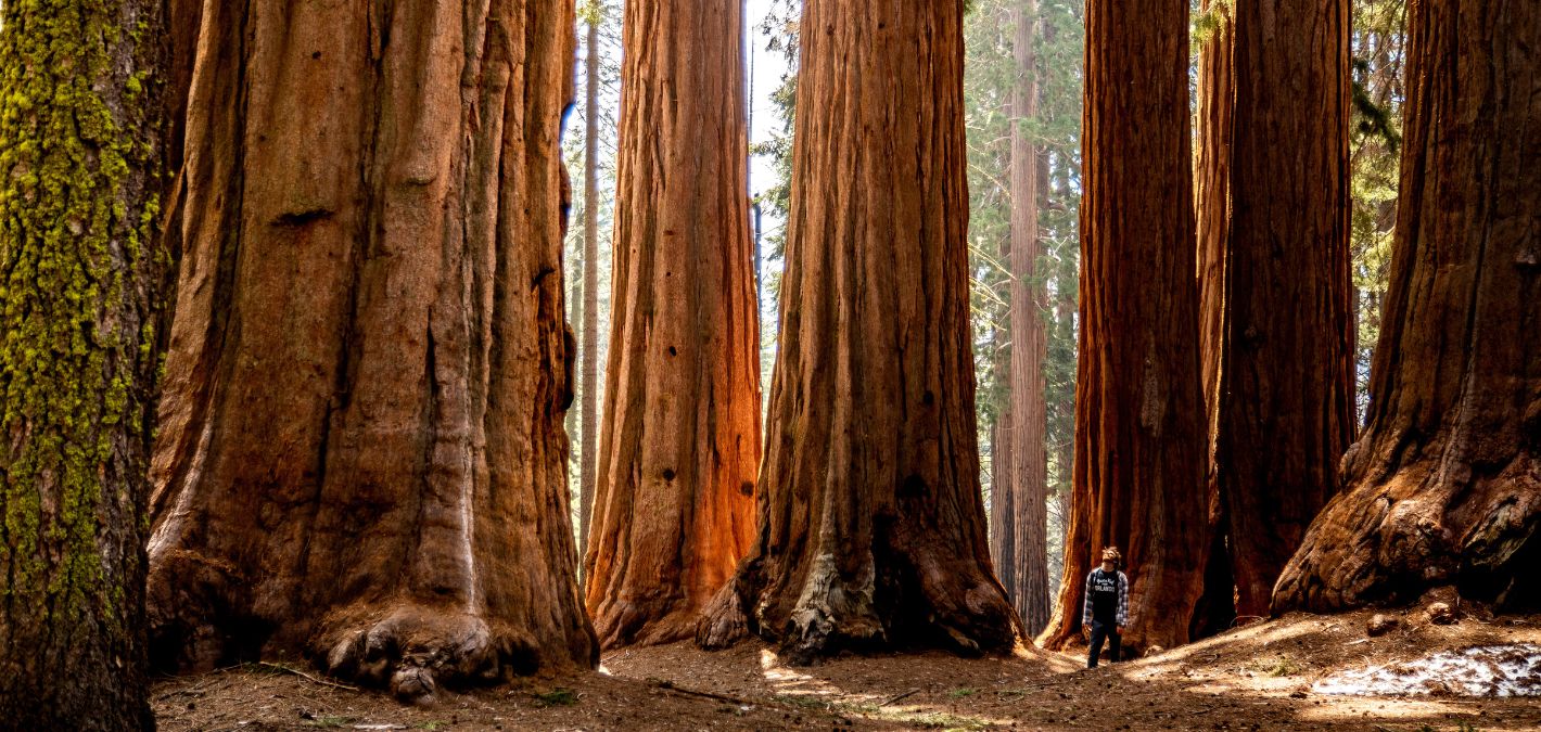 person looking up at sky, dwarfed by massive giant sequoia tree trunks in sequoia national park