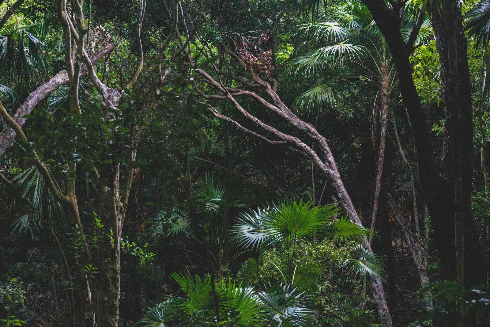 124K Trees Planted in Sumatra to Restore Rainforests