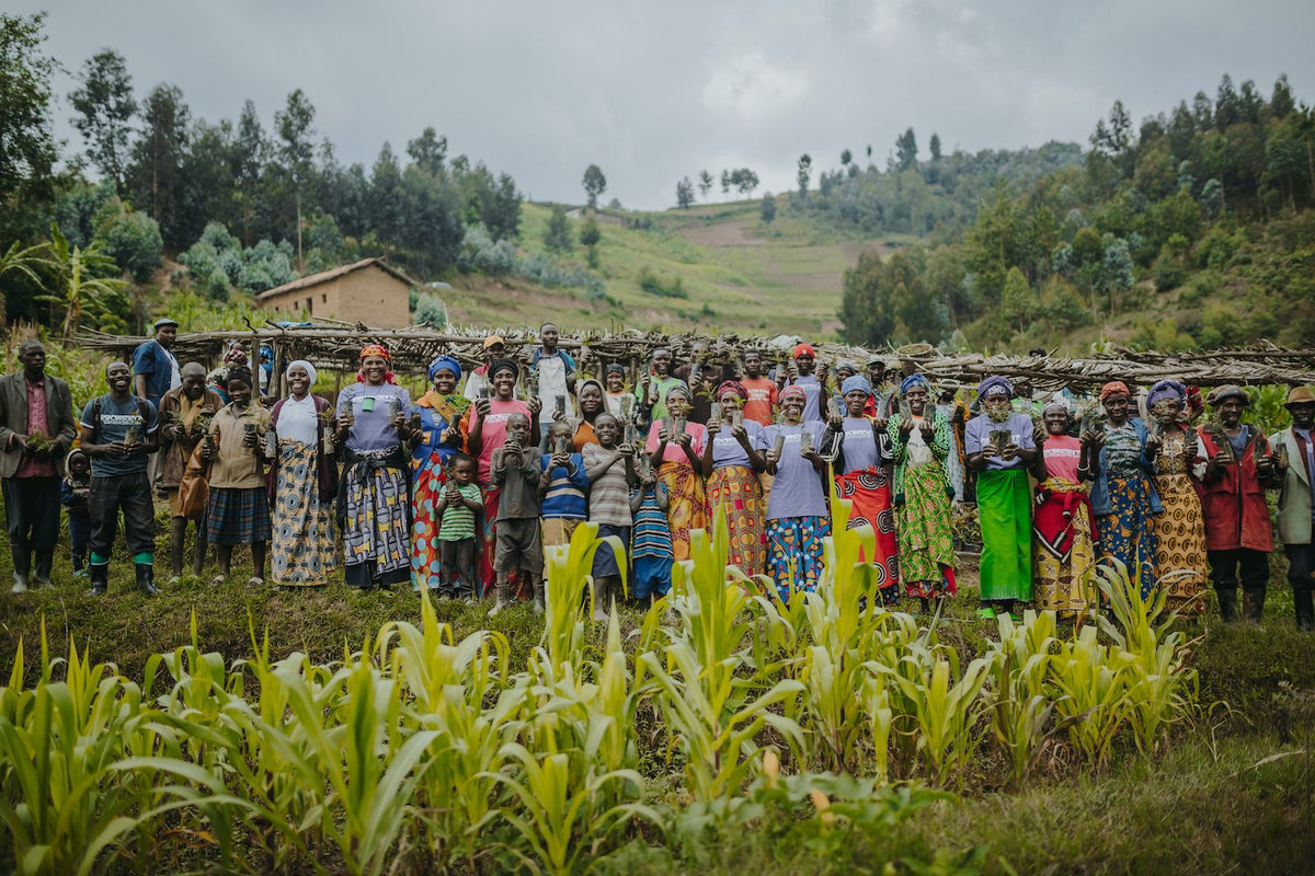 How Much CO2 Does A Tree Absorb? One Tree Planted