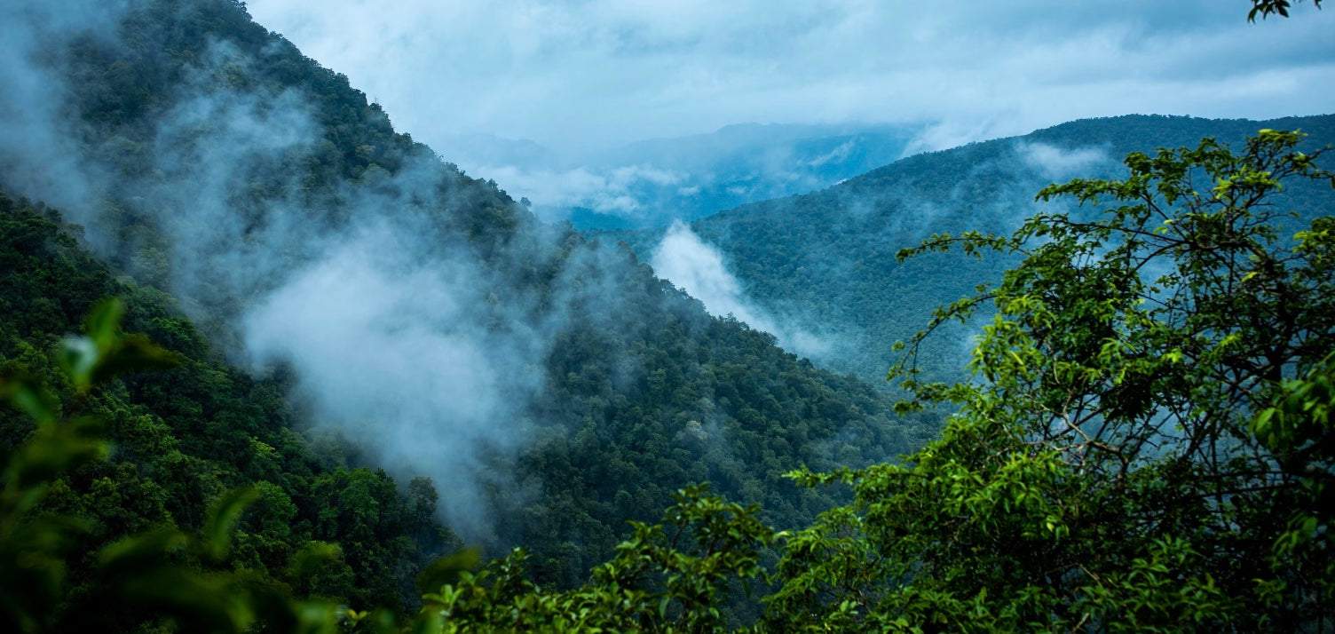 rainforest covered in fog