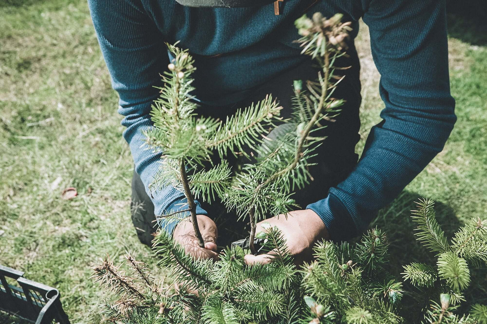 person in a blue shirt holding a young tree 