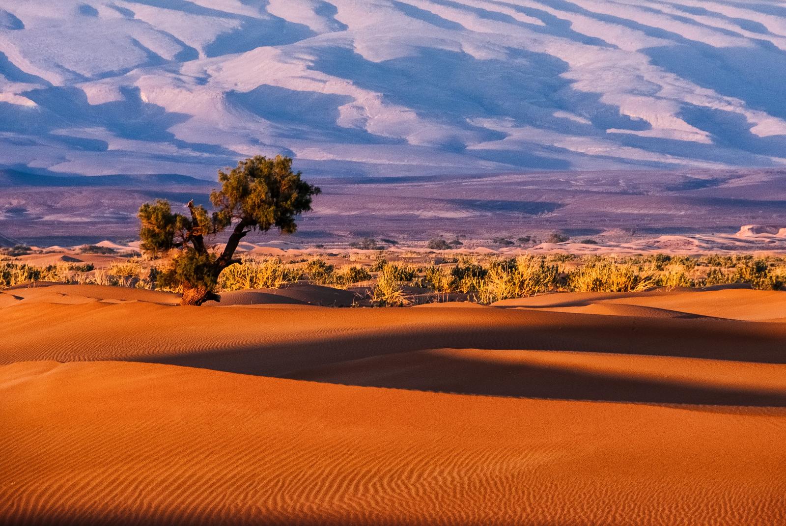 How Natural Regeneration & Farming are Stopping Desertification