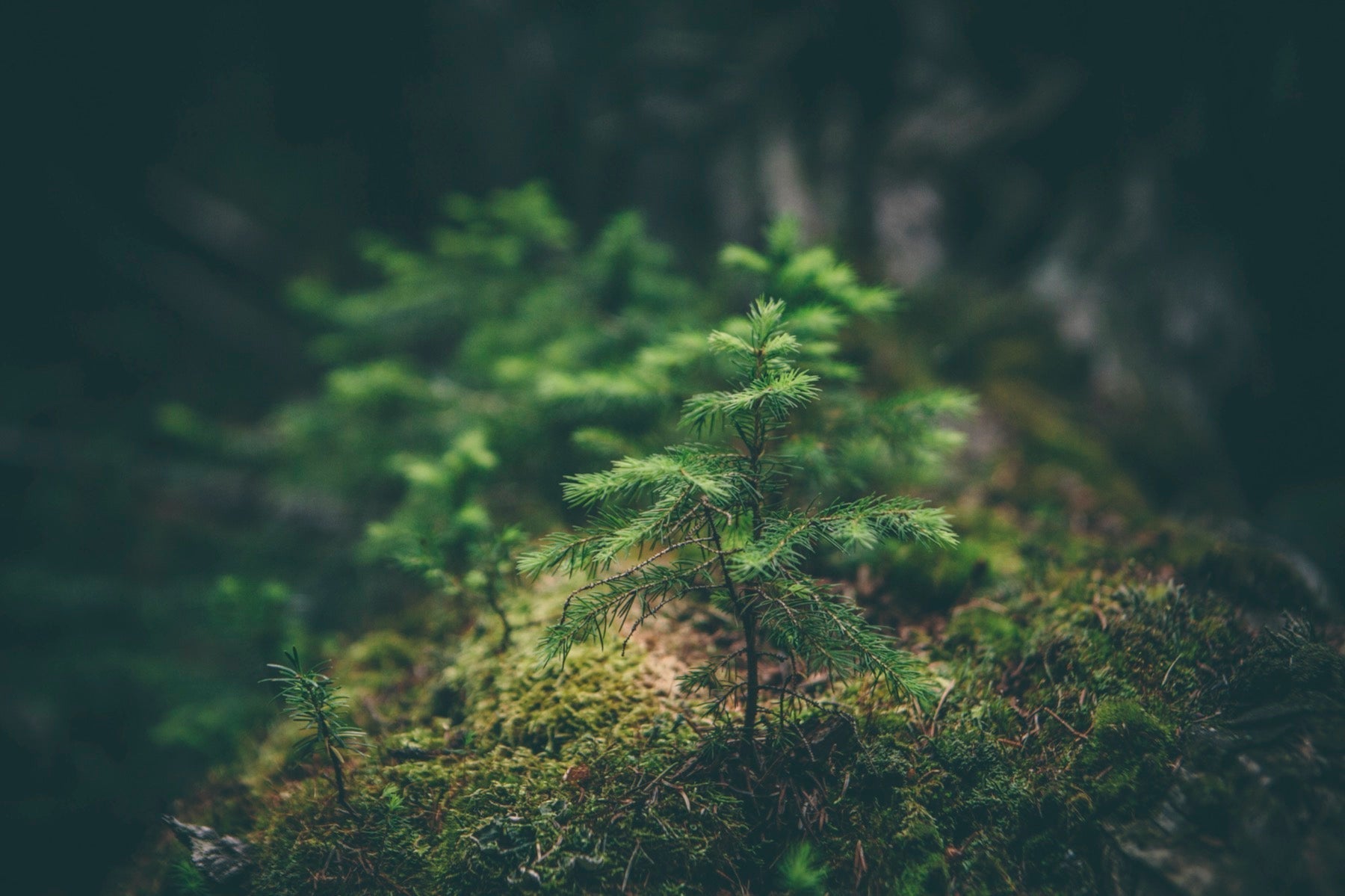 talking trees how trees communicate