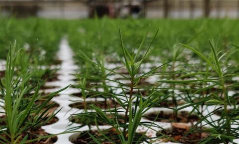 Partner News: PRT Celebrates 5 Billionth Seedling Grown!