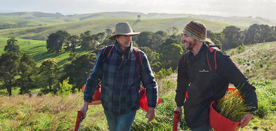 Planting Urban Trees Around the World with Microsoft - One Tree Planted