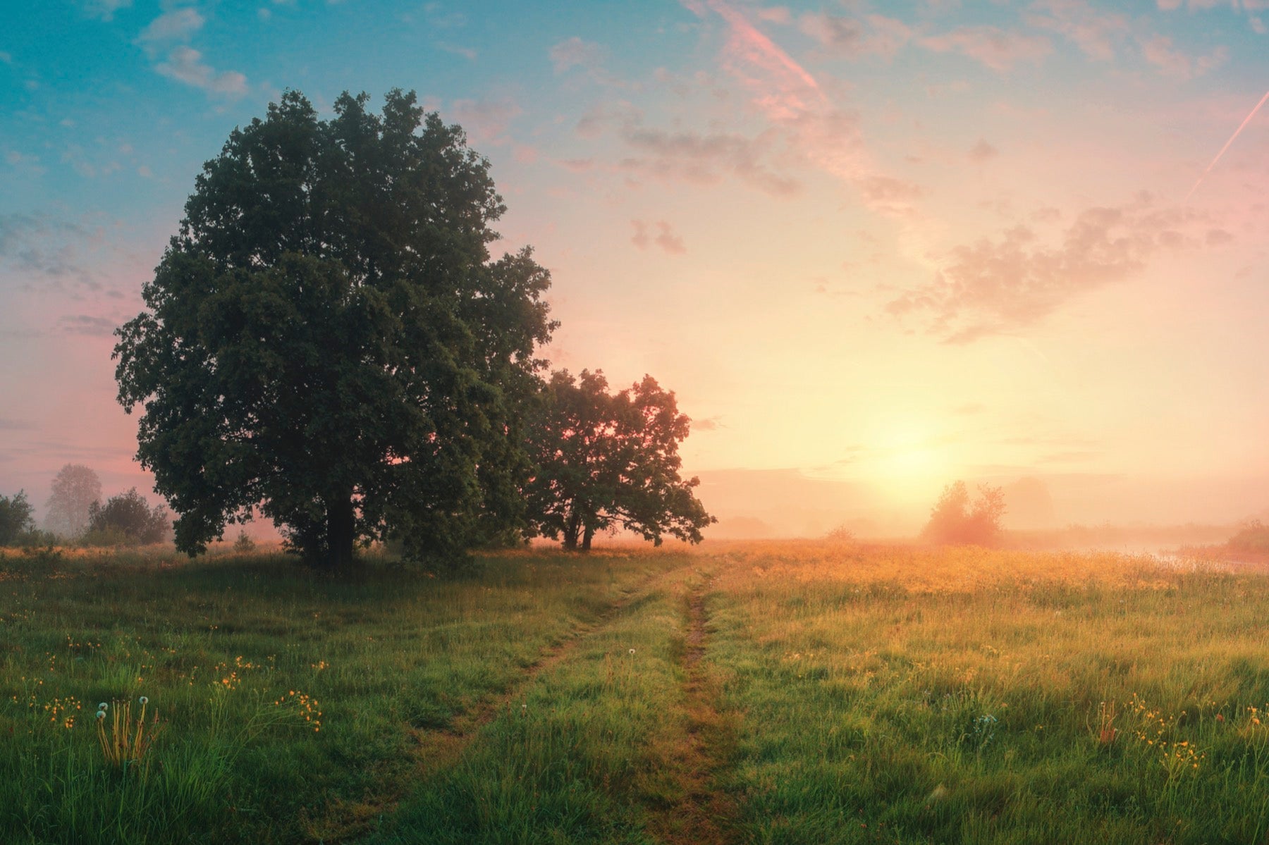 sunrise spring tree field