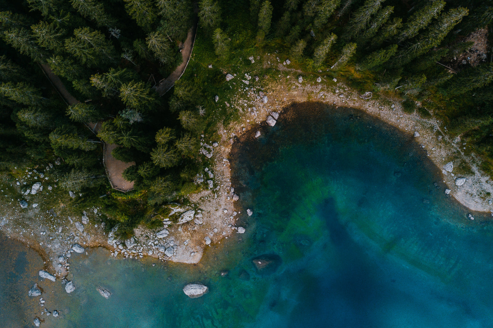 state of the worlds forests 2022