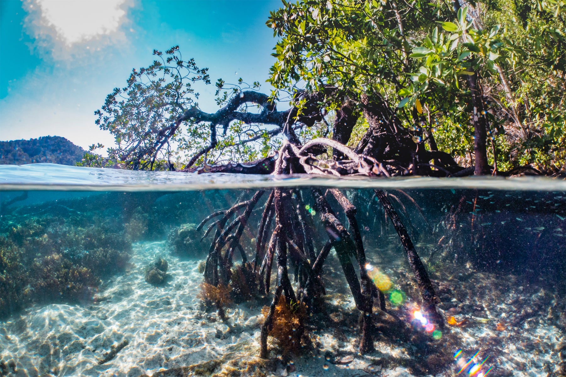 epic mangrove over under water