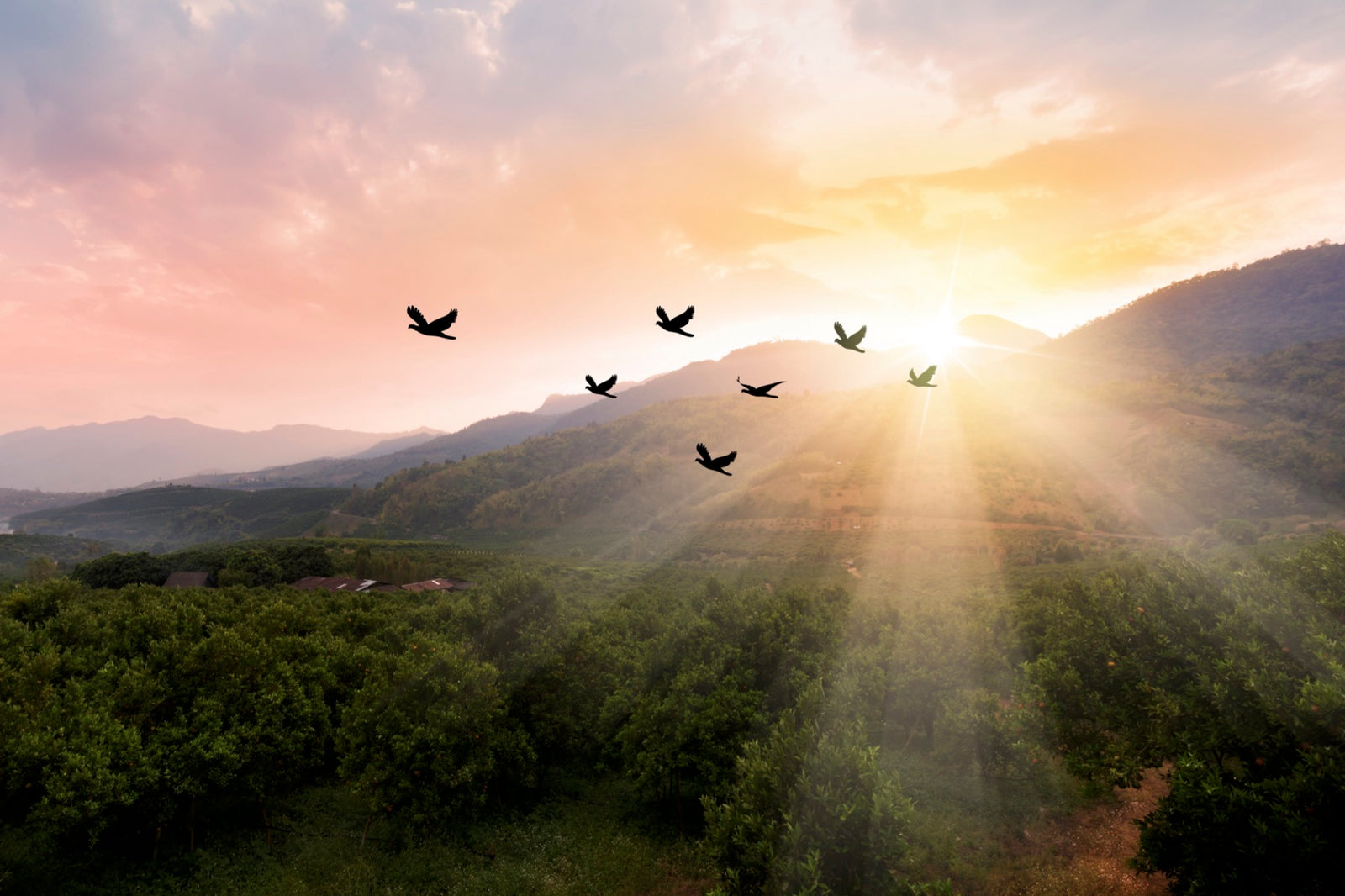 sunset mountains birds climate change