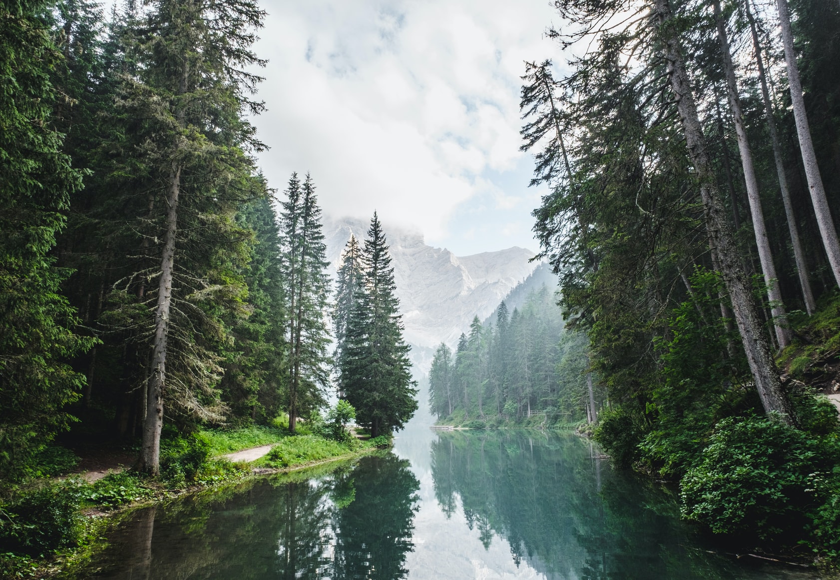 Temperate Rainforest Trees