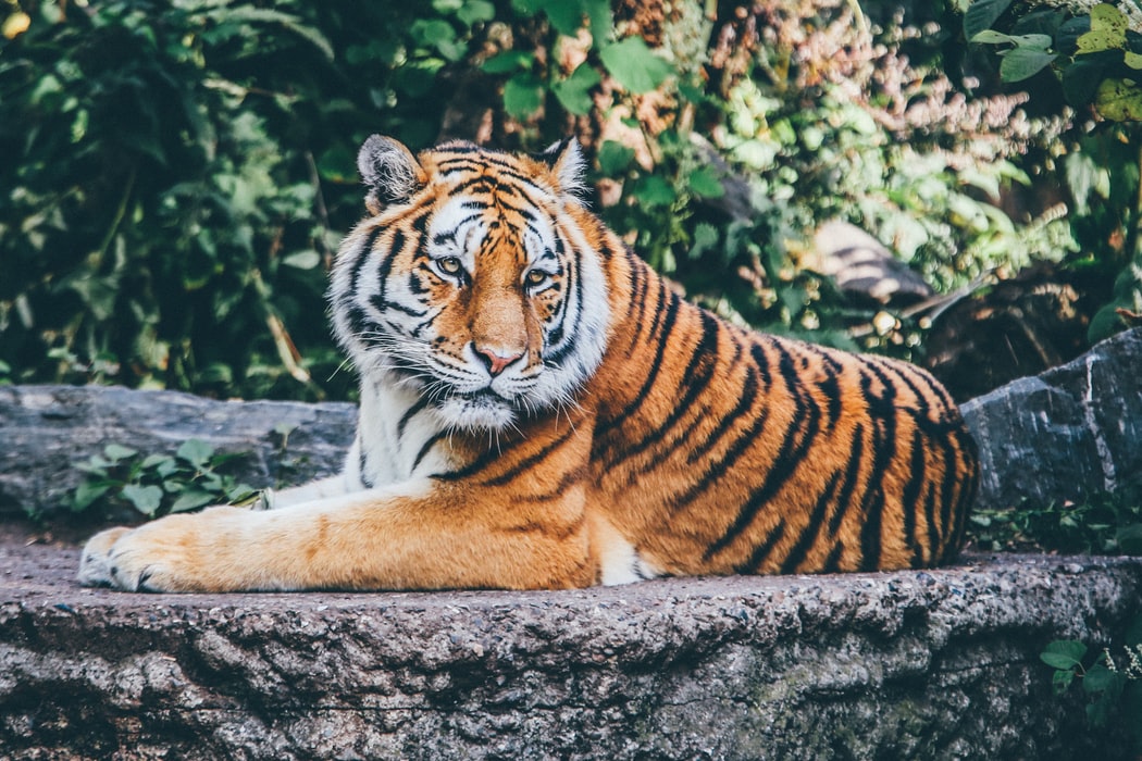 One Tree Tiger Bit The One Tree Planted Show: More Tigers in Captivity Than in the Wild