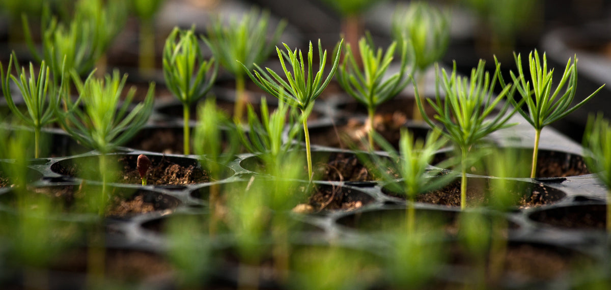 2022 Impact: 52 Million Trees Planted Across the Globe - One Tree Planted