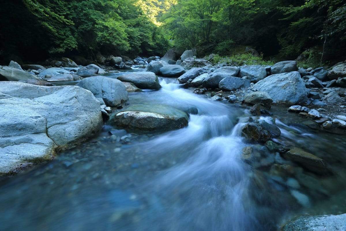 How Trees Improve Water Quality and Watershed Health - One Tree Planted