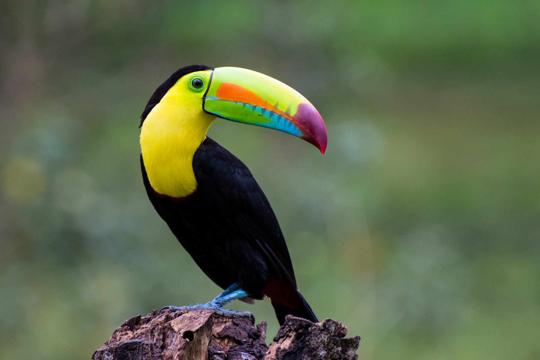 tropical bird biodiversity