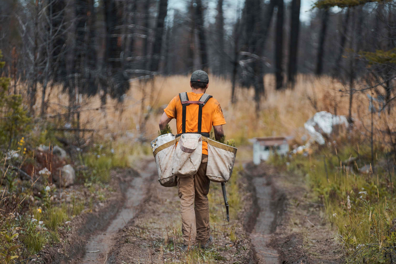 How Your Business Can Help Wildfire Restoration - One Tree Planted