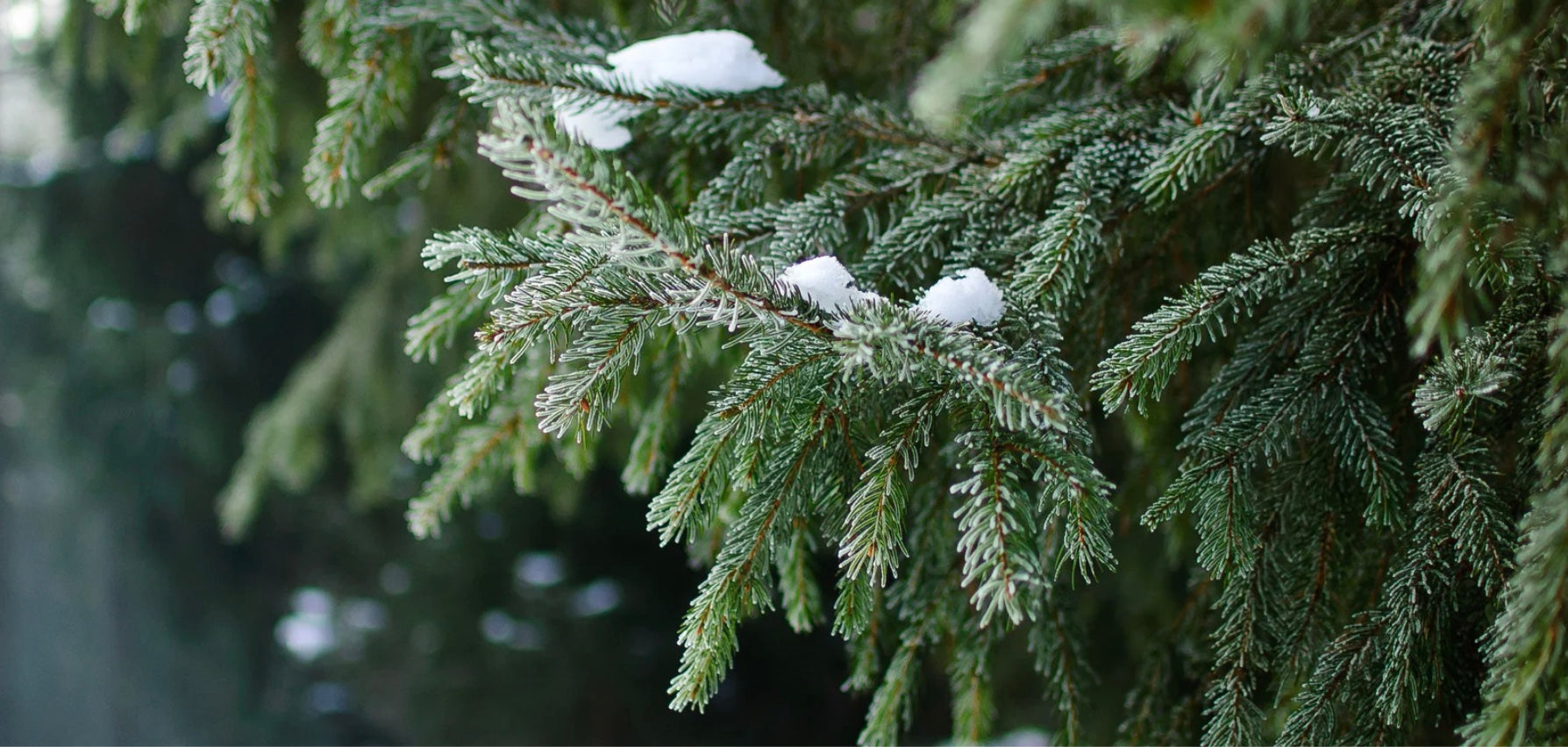 Winter and Trees: How Do Trees Survive Winter?