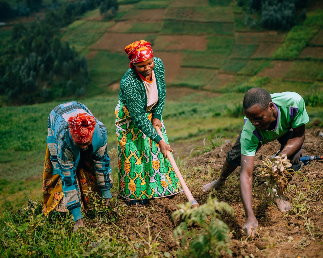 Plant Trees in Rwanda | One Tree Planted