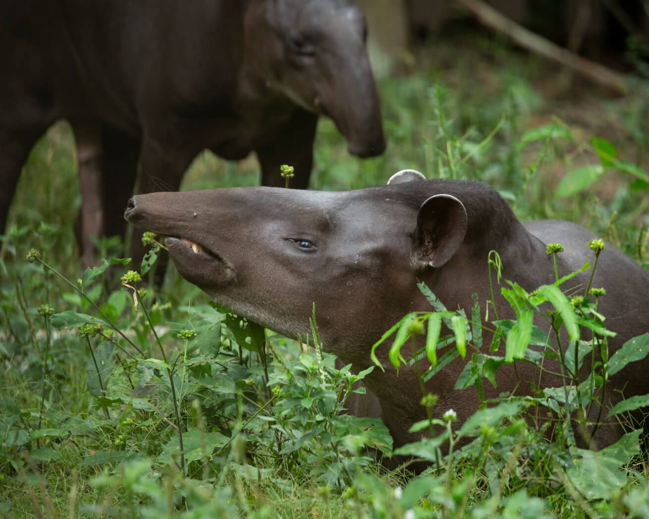 Tapirs in South America