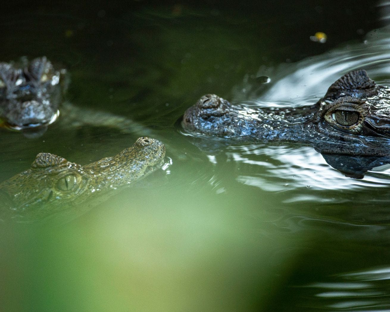 Alligators in water