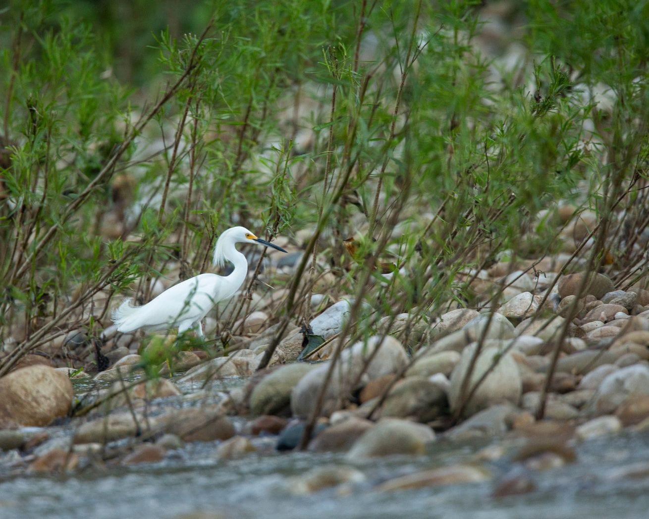 Bird walking by water