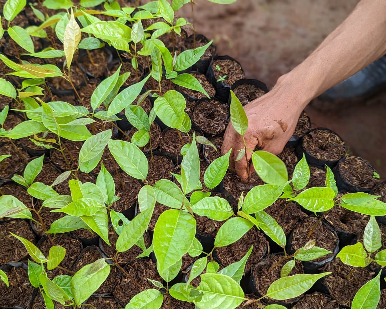 Saplings in nursery