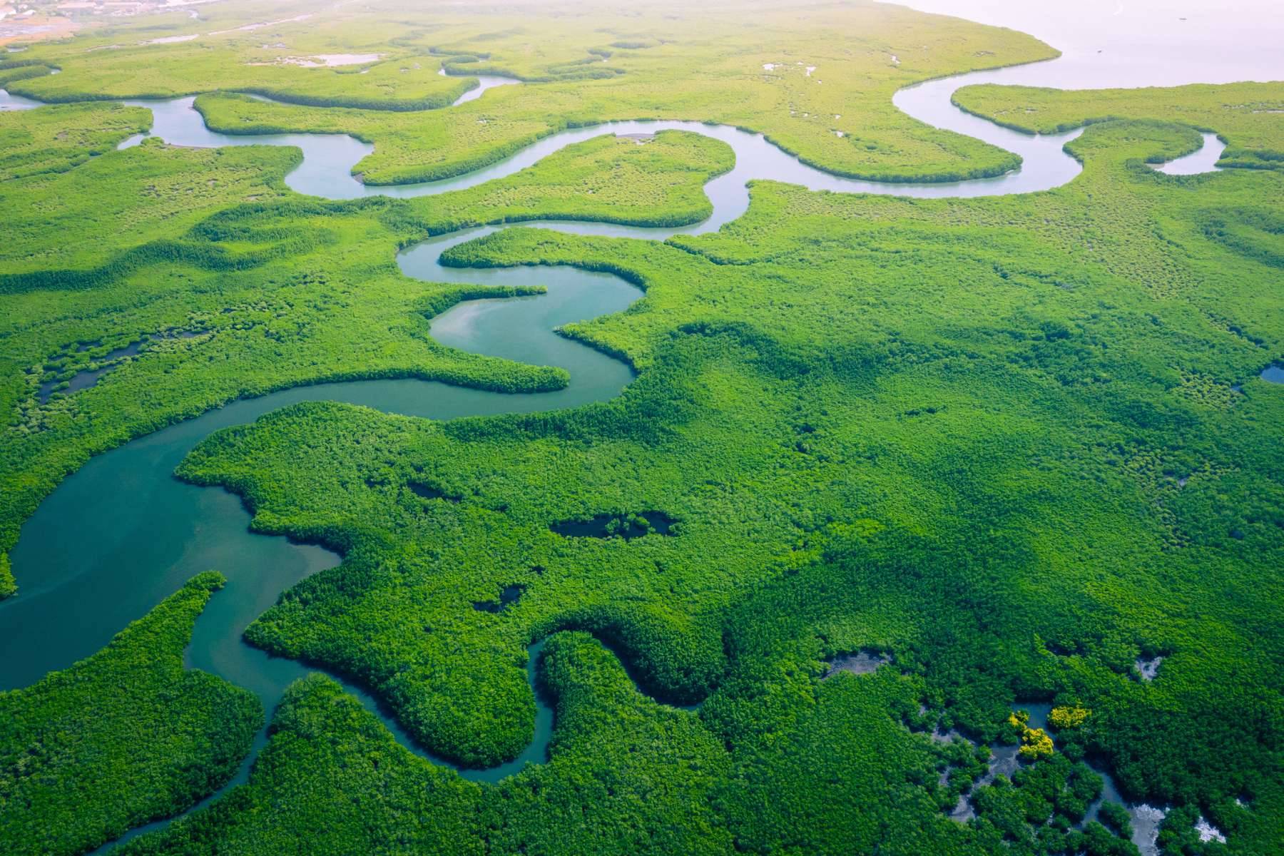 Aerial view of mangrove forest in Gambia. lush green mangroves, deep blue water